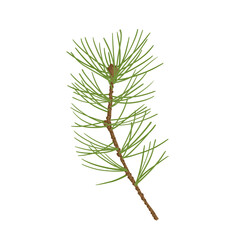 Branches of coniferous spruce, pine, arborvitae. Elements of Christmas and New Year decors. Vector graphics.	