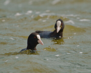 Blässhuhn coot