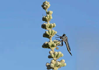 A robber fly (family Asilidae), Crete