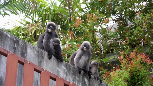 family of Dark leaf monkeys, Langur in the forest eating green leaves, Railay, Krabi, Thailand