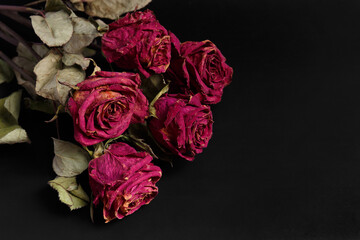Dry roses on a black background, copy space. Unhappy love, loneliness, sadness, old age, loss.