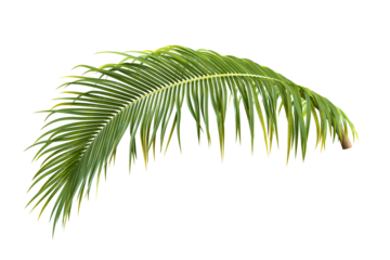 Palm leaf isolated on white