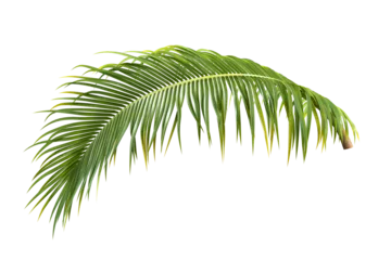 Poster Palm leaf isolated on white © Buffstock