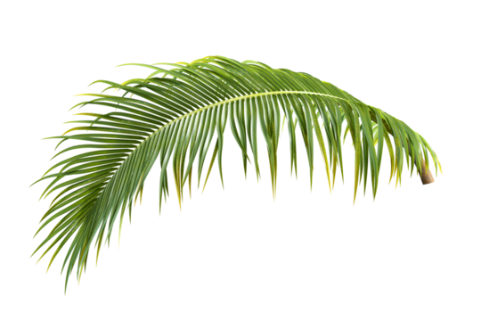 Palm leaf isolated on white
