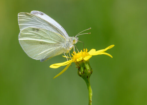 White butterfly on a yellow flower