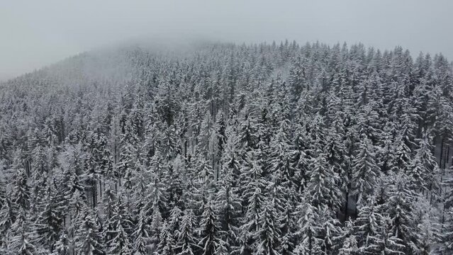 Aerial shot of a snowy spruce and pine forest shrouded in a thick frosty mist. Ice and white wild nature during morning light. 4k video