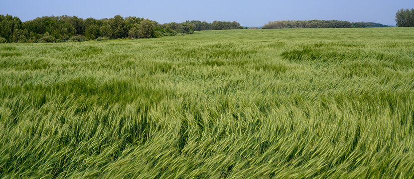 Panoramic of a large field of green wheat that is blowing in a strong wind creating interesting shapes.  There are trees on the horizon and the sky is pale blue.
