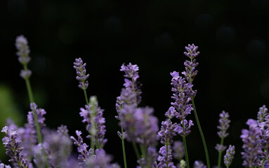 Purple blooming lavender grows against a dark background in nature. Light reflections can be seen in the background. The delicate stems bloom delicately.