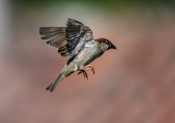 Sparrow in flight
