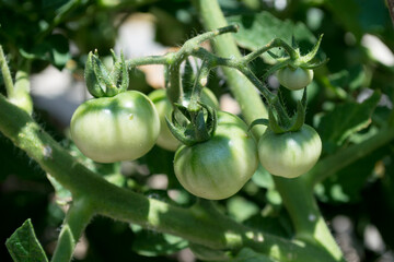 Fototapeta premium Tomates madurando en verano