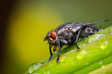 Mucha domowa (Musca domestica). Housefly.