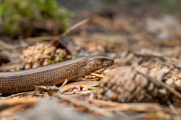 Zaskroniec zwyczajny (Natrix natrix) grass snake