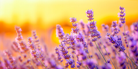 Yellow and Purple Blooming Lavender in Field at Sunset Sunrise  in Provence, France, Close up