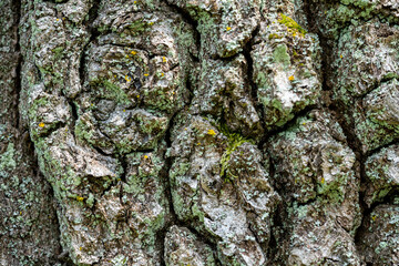 old bark of a tree