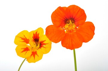 Obraz premium nasturtiums on a white background