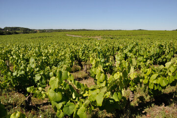 Fototapeta na wymiar The Nantes vineyard at Saint-Fiacre