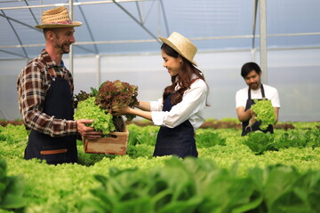 Happy couple farmers working on hydroponics farm, small family business. Farmers are checking the quality of vegetables before they are harvested.