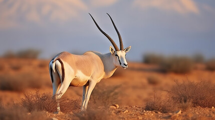 Arabian Oryx in their Natural Habitat at Shaumari Reserve, Jordan. Generative AI - obrazy, fototapety, plakaty