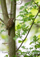 European Treecreeper (Certhia familiaris) - Nature's Tiny Tree Climber