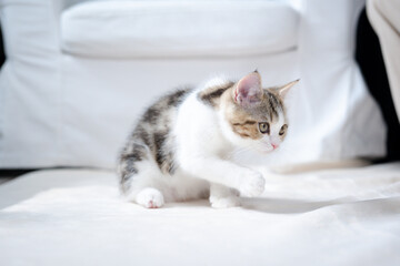 Fototapeta na wymiar scottish straight tabby classic kitten play and relax on floor