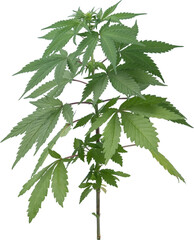 cannabis, hemp plant cut out on transparent background.