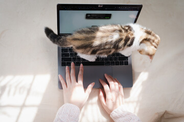 top view woman play with her cat and use laptop during work from home
