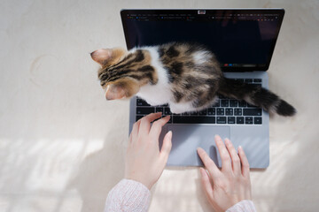 top view woman play with her cat and use laptop during work from home