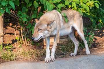 Gray wolf in forest on the green grass. The wolf, Canis lupus