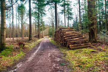 Timber in the Forest