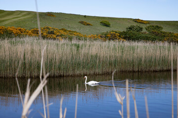 Peaceful scene of a swan swimming on the river Ugie in Aberdeenshire in Scotland. With reeds on the banks of the river and yellow gorse covered hills in the background.