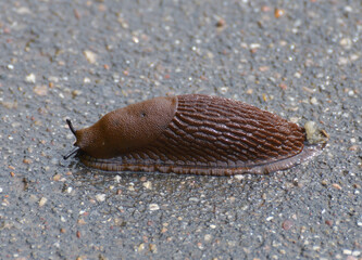 Arion vulgaris - the slug crawling on asphalt