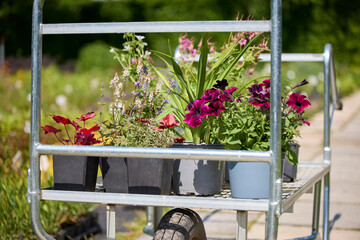 Close Up Of Trolley With Plants Garden Centre