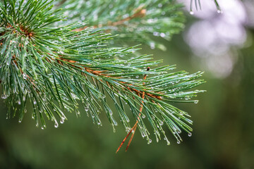 Background of green pine branches with water drops after rain