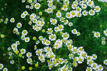 Fototapeta na wymiar Background of white daisy flawers in the garden with vintage filter. 
