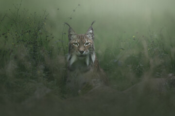 Lynx in the forest. Sitting Eurasian wild cat in green grass, green background. Wild cat in nature habitat, German, Europe. Wildlife scene.