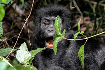 Mountain Gorilla