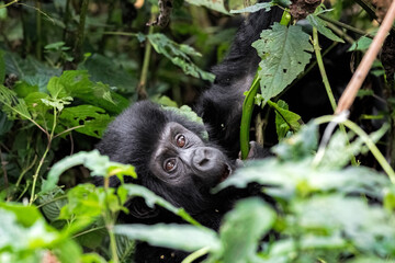 Mountain Gorilla