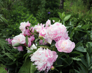 Peonia Lady Anna. Peony in the garden. Shot of a peony in bloom works perfectly with the green...