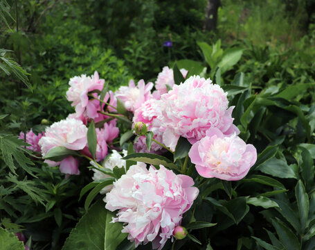 Peonia Lady Anna. Peony in the garden. Shot of a peony in bloom works perfectly with the green background. Spring background. Blooming, spring, flora. Flowers photo concept.Greeting cards.