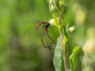 Large Red Damselflies Mating with Another Interloper