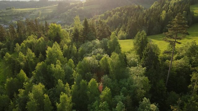 Drone view over the green forest in the mountains early in the morning.