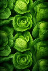 Fototapeta premium fresh lettuce background