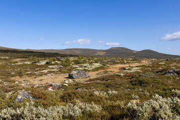 Wanderung im Dovrefjell Nationalpark, Norwegen 27