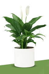 plant pot transparent background