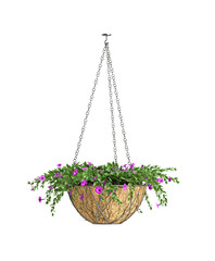 Flower in hanging potted isolated on transparent background