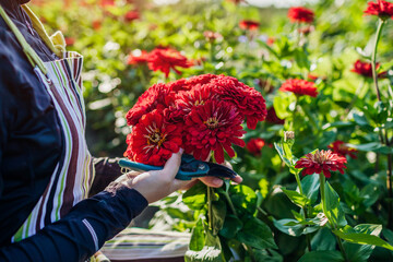 Woman gardener picks bouquet of red zinnias in summer garden using pruner. Cut flowers harvest