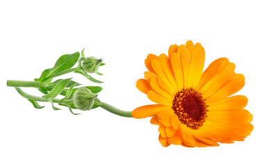Calendula officinalis flower isolated on white or transparent background. Marigold medicinal plant, healing herb. One single calendula flower with green leaves. - obrazy, fototapety, plakaty
