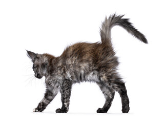 Cute black smoke tortie Maine Coon cat kitten, walking side ways. Looking away from camera with tail fierce in air. isolated on a white background.