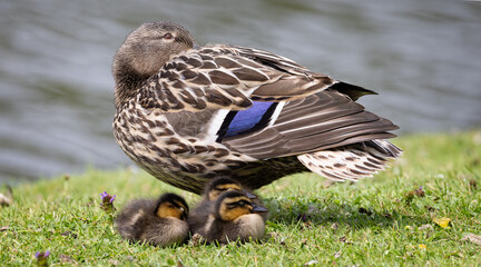 Female Mallard duck overseeing her three chicks on waters edge