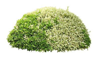 Tropical plant flower bush tree isolated on white background with clipping path.